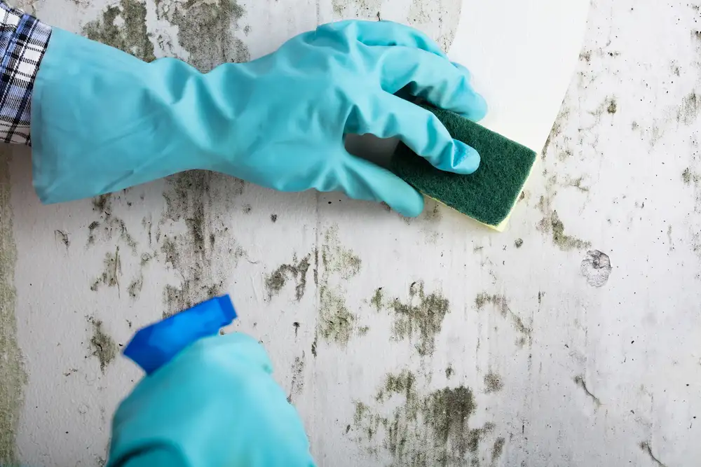 person wearing gloves cleaning mould off a wall